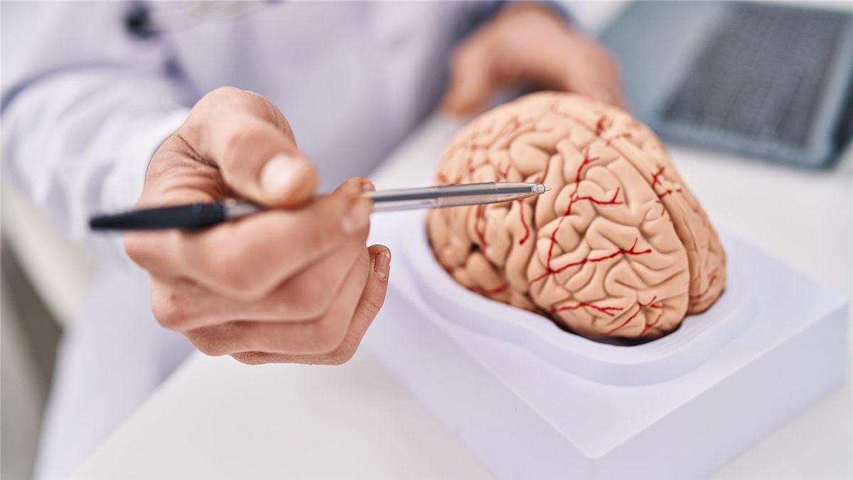 Profissional apontando estruturas em um modelo anatômico do cérebro